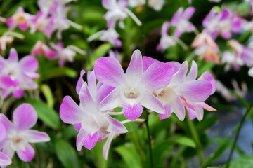 Pink and white flowers orchid.