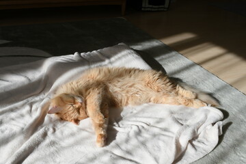 毛布の上で日向ぼっこする猫（マンチカン）