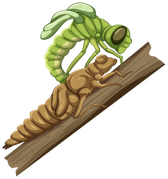 A dragonfly (Molt Stage) on white background