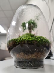 plant in glass