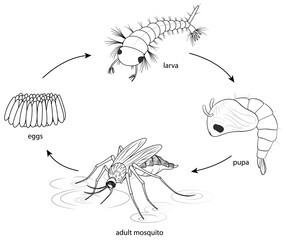 Doodle of mosquito life cycle diagram