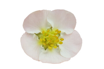 Fototapeta na wymiar Strawberry flower isolated on white. Very detailed