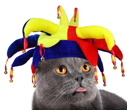 Funny jester cat is showing tongue