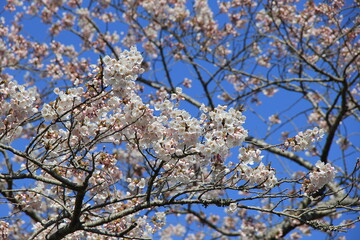 春の風景　青空の下で満開になったソメイヨシノ(桜)