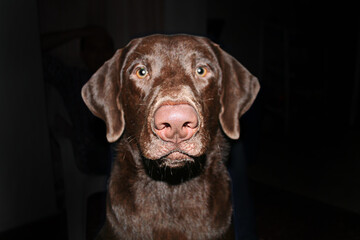 dog chocolate labrador muzzle