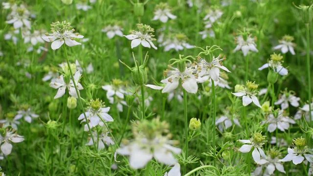 White Nigella sativa flowers are blooming and swaying in the field. White and green flower background. Slow-motion video.