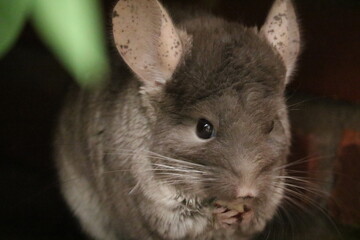 Chinchilla in garden