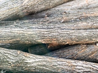 集めたたくさんの枝クローズアップ