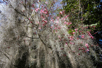 South Carolina Spring. Pink magnolia flowers bloom against a background of Spanish moss in...