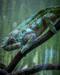 iguana on a tree
