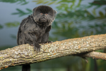 black faced spider monkey