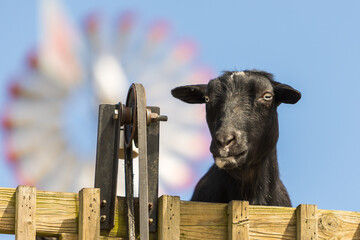 a cow on a roof of a building