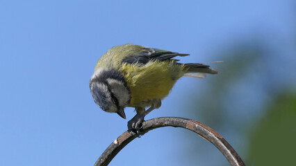 Blue Tit sitting on a gate