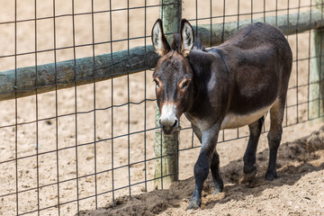 portrait of a donkey