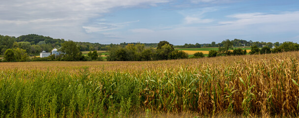 field of wheat