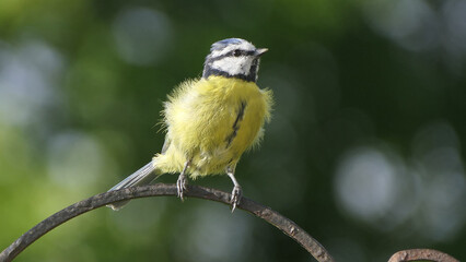 Blue Tit sitting on a gate