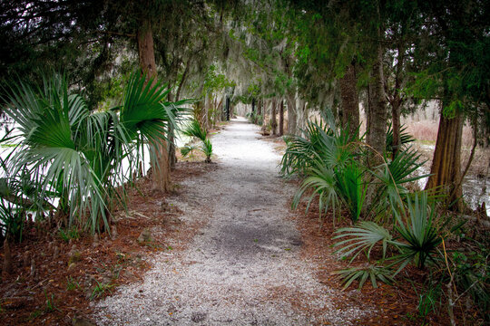 Hiking path through a low country coastal forest with saw palmettos and pine trees in Charleston, South Carolina.