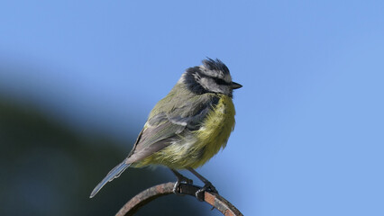 Blue Tit sitting on a gate