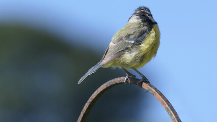 Blue Tit sitting on a gate