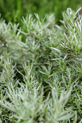 Fresh Rosemary Herb grow outdoor. Rosemary leaves Close-up.