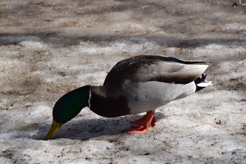 Nature near the Wilson waterfalls in southern Quebec 