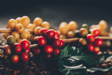 Coffee beans on coffee green leaves on wooden background, Fresh coffee beans on wooden background