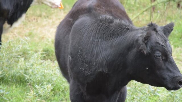 Vacas lecheras disfrutando una tarde en el campo