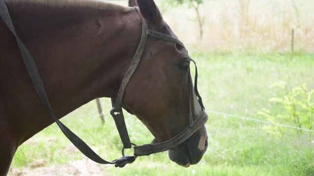 Planos detalles de un caballo con rienda