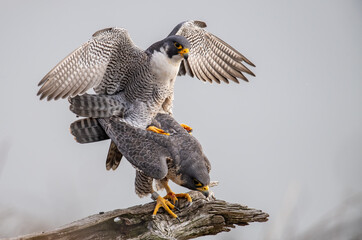Peregrine Falcons Mating 