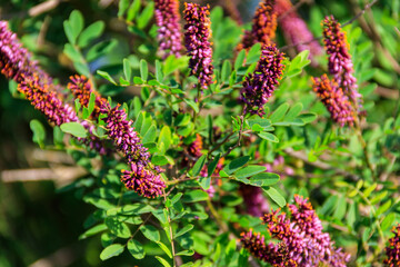 Amorpha fruticosa - purple flowering plant, known by several names - desert false indigo, false...