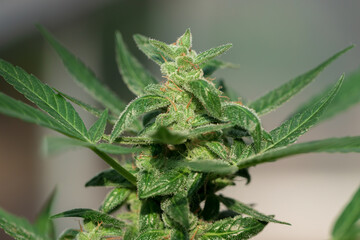 marijuana leaves cannabis plants a beautiful background