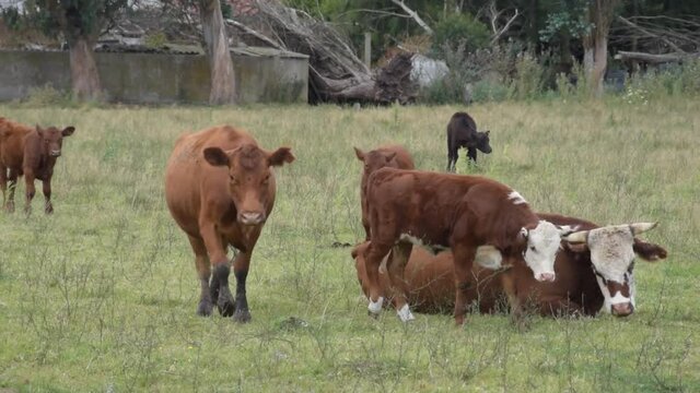 Vacas lecheras disfrutando una tarde en el campo
