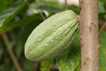 Cacao Tree (Theobroma cacao). Organic cocoa fruit pods in nature. (chocolate tree)