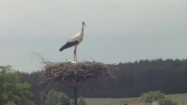 Stork in the nest with baby storks