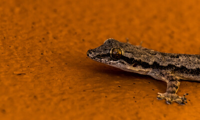 frog on the stone