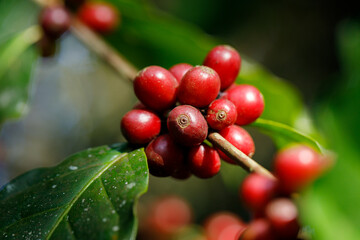 arabica coffee berries with agriculturist handsRobusta and arabica coffee berries