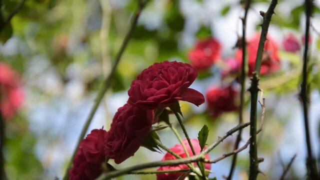 Detalles de rosas del jard&iacute;n una tarde soleada