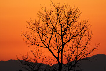 dry tree silhouette in desert sunset