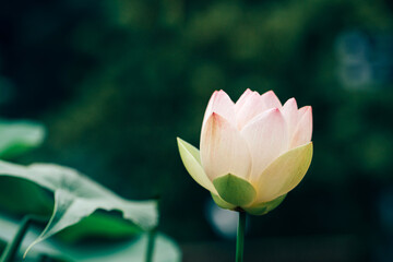 beautiful Lotus Flower with green leaf in in pond