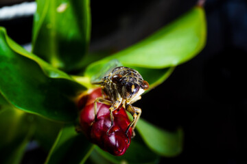 butterfly on a flower