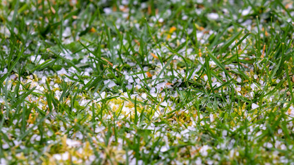 Up close view of a pieces of hail on a green lawn. Grass and moss under pieces of ice