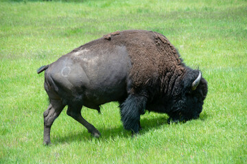 American Buffalo in Custer State Park in South Dakota.