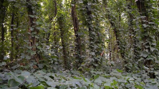 Arboles del bosque inundados por la luz del sol
