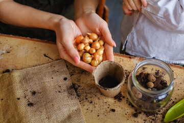 Close-up of a woman holding bulbs for planting. Gardening concept.