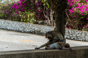squirrel in the park