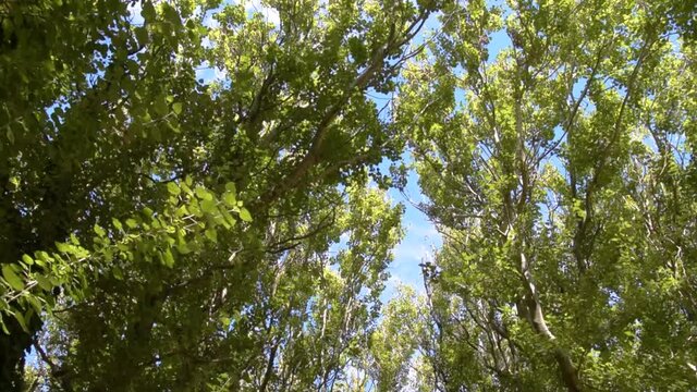 Arboles del bosque inundados por la luz del sol