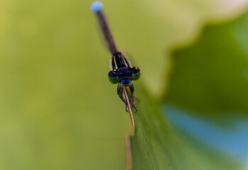 dragonfly on a leaf