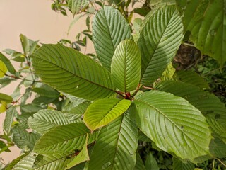 Kratom plants (Mitragyna speciosa) grows wild in tropical nature Borneo
