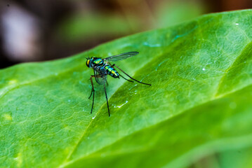 dragonfly on a green leaf