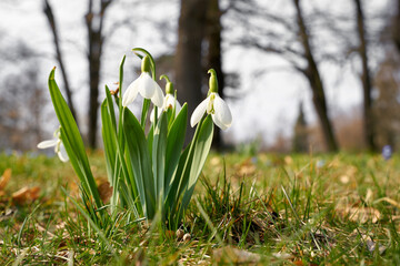 Blühendes Schneeglöckchen auf einer Wiese in einem Park in Magdeburg im Frühling